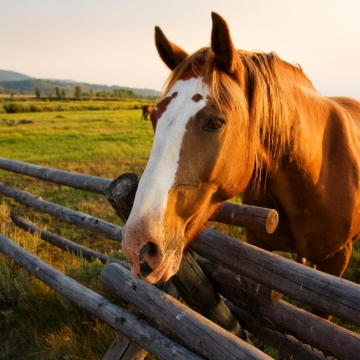 Guided Horseback Rides