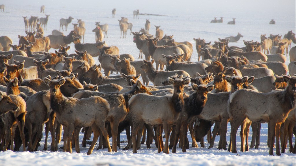 National Elk Refuge