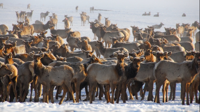 National Elk Refuge