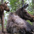 Wildlife Watching & More!