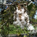 Female Aspen catkin