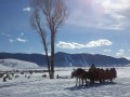 National Elk Refuge Sleigh Rides