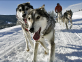 Jackson Hole Iditarod Sled Dog Tours