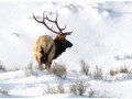 Winter elk