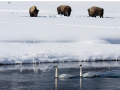 Winter wildlife, bison and swans