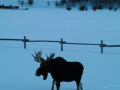 Scenic Safaris Snowmobile Adventure