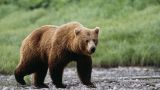 Nature & Wildlife Photography Package