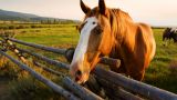 2 Nights & 2 Days of Activities: Layover Package for Yellowstone Visitors