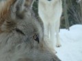Yellowstone wildlife