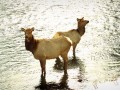 Winter wildlife