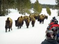 Old Faithful Snowmobile Tours