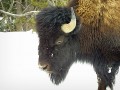 Bison
