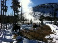 Yellowstone bison