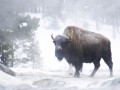 Winter buffalo