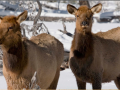 Gros Ventre wildlife