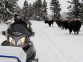 Old Faithful tour