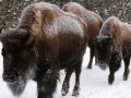 Yellowstone loop