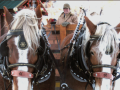 Mill Iron Ranch Dinner Sleigh Rides