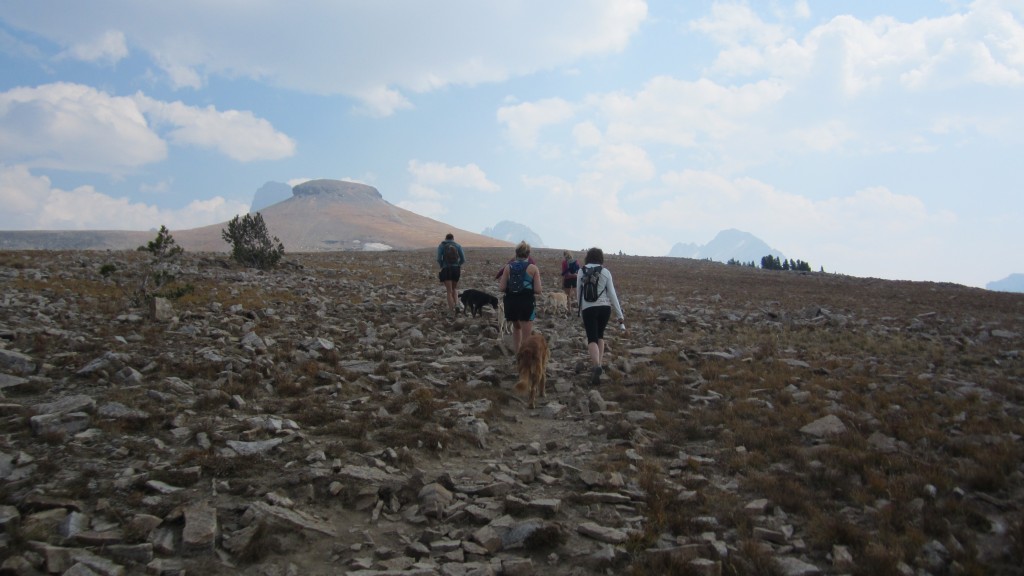 3 Dog Friendly Hikes Around Jackson Hole Jackson Hole WY Central