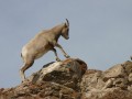 Bighorn Sheep