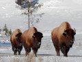 Bison