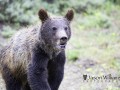 Jackson Hole Wildlife Safaris