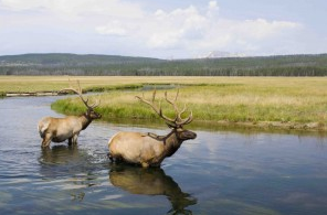 Jackson Hole Wildlife Safaris