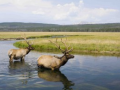 Jackson Hole Wildlife Safaris