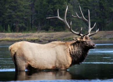 Scenic Safaris