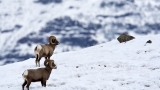 Winter Wildlife Tours