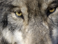 Scenic Safaris Winter Wildlife Tours