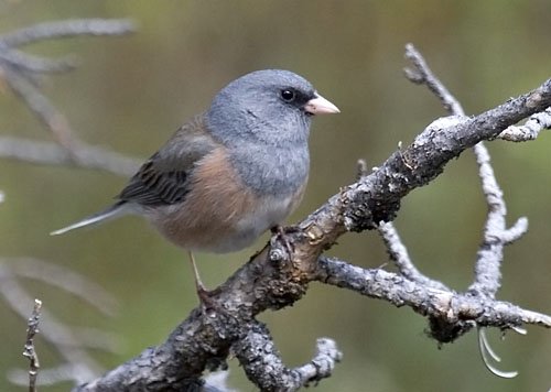 Spring Birding