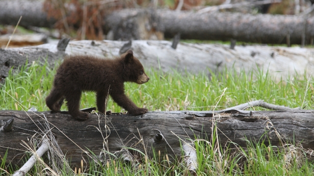 Experience a Jackson Hole Summer