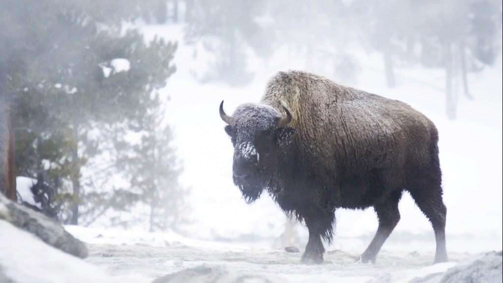 Jackson Hole Winter