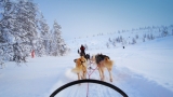 Dog Sled Tours