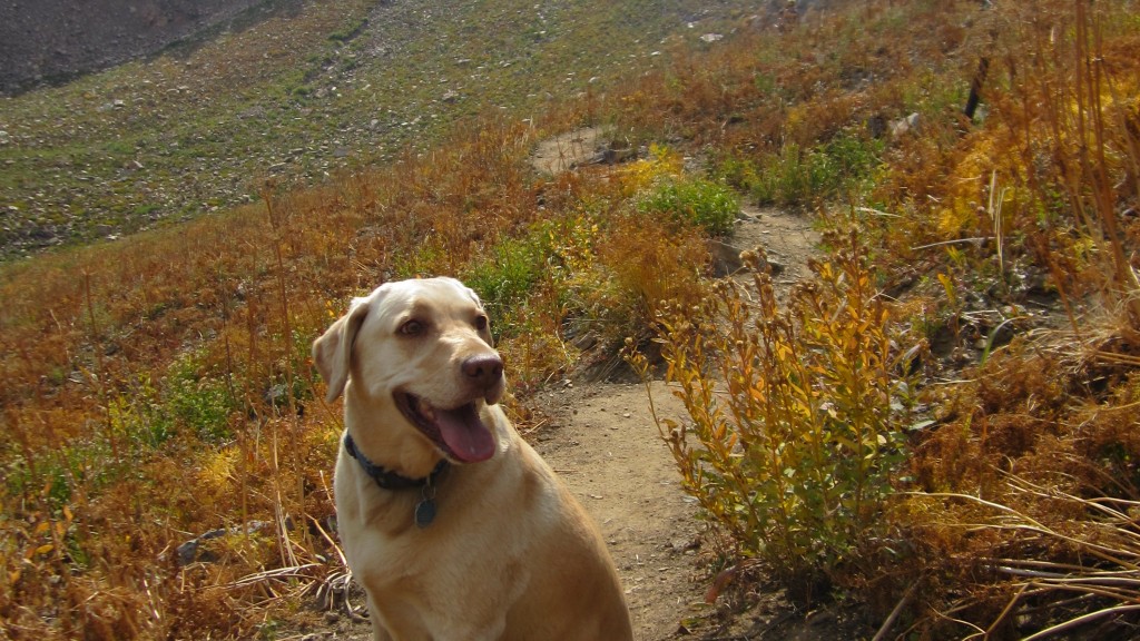 3 Dog Friendly Hikes Around Jackson Hole Jackson Hole WY Central