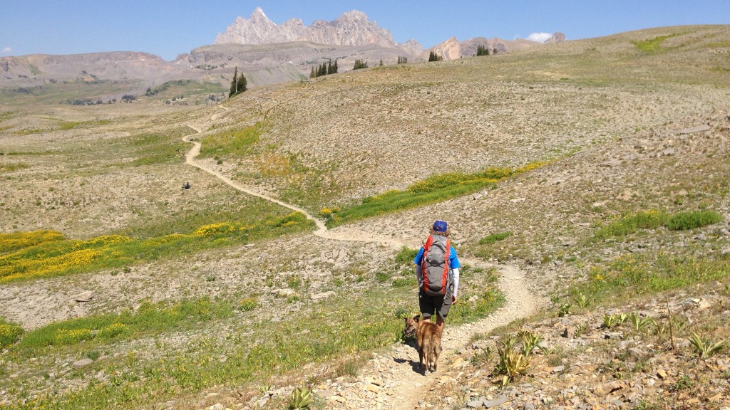 3 Dog Friendly Hikes Around Jackson Hole Jackson Hole WY Central Reservations